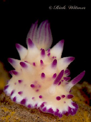 Candy. :)  Mexichromis multituberculata.  G9/DS160s/Stack... by Richard Witmer 